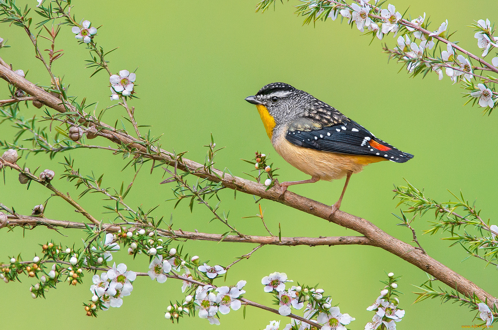 spotted pardalote, , , 